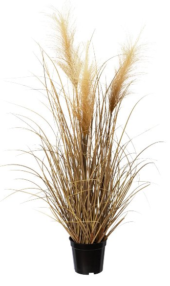 Pampasgras im Topf 76cm