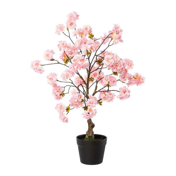Kirschblütenbaum im Topf, rosa, 70cm