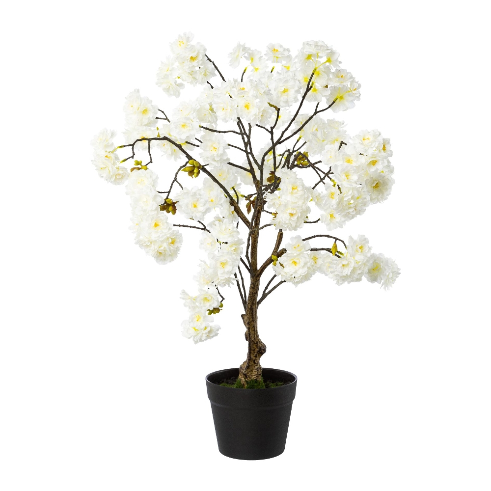 Kirschblütenbaum im Topf, weiß, 70cm