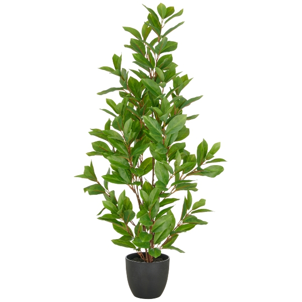Epipremnum ca.90cm i.Topf 11,5x10,5cm