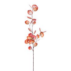Mohn 51cm Apricot