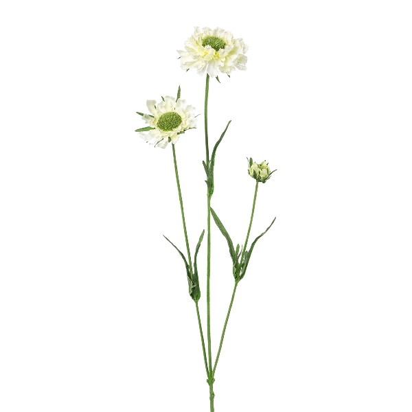 Scabiosa weiß 64cm