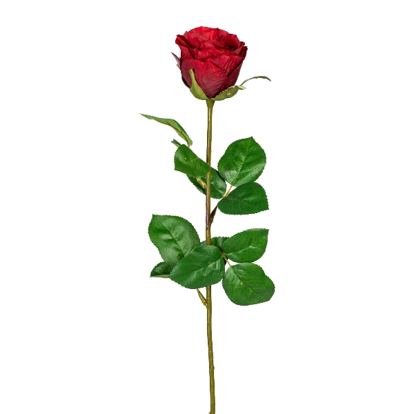 Gartenrose Langstiel