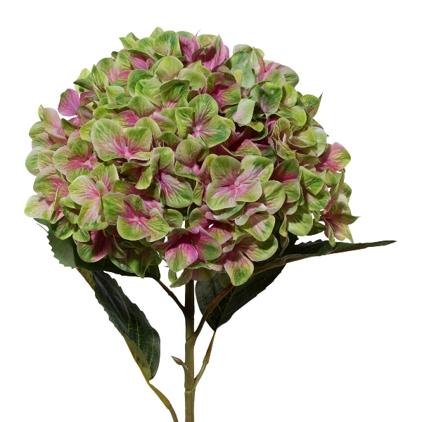 Hortensie XXL grün-rosa 3-DPrint