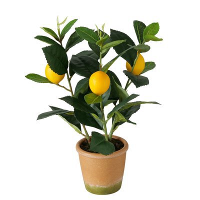 Topfpflanze Zitrone Indoor H32cm