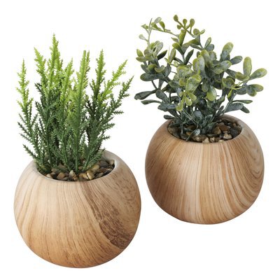 Topfpflanze "Bela" 2 sort. H18cm Indoor