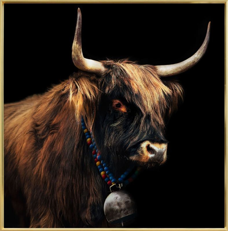 Wandbild  bull 100x100cm gold