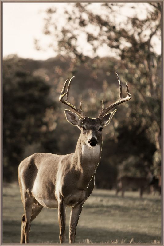 Wandbild  deer with tree 80x120cm